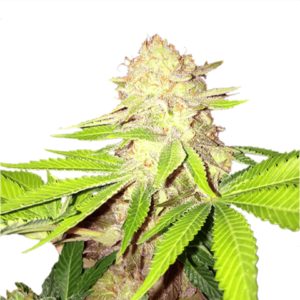 Buy Strawberry Kush Cannabis Seeds