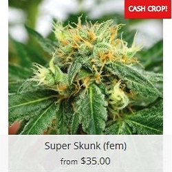 Buy Super Skunk Cannabis Seeds