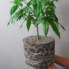 Cannabis Growing Mistakes - Pot Size