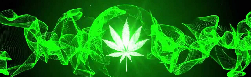 Cannabis Seeds USA Reviews