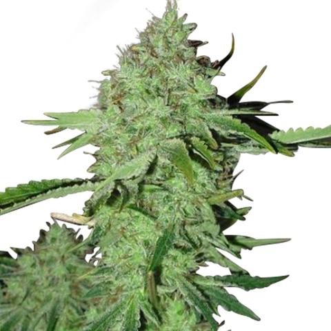 Crystal Marijuana Seeds USA