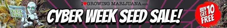 Cyber Week Marijuana Seeds Sale