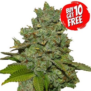 Do Si Dos Cannabis Seeds - Buy 10 Get 10 Free Seeds
