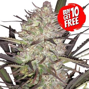 Durban Poison Cannabis Seeds - Buy 10 Get 10 Free Seeds