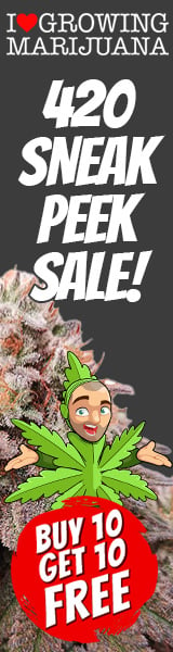 Early 420 Cannabis Seeds Sale