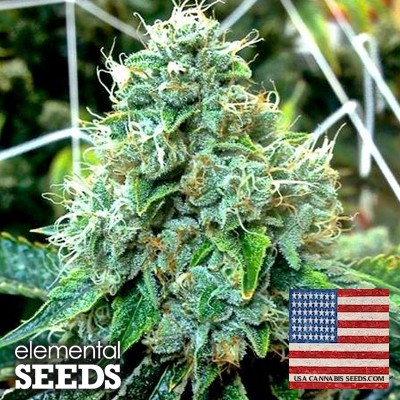 Alabama Pot Seeds