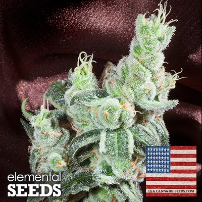 Elemental seeds - trueberry
