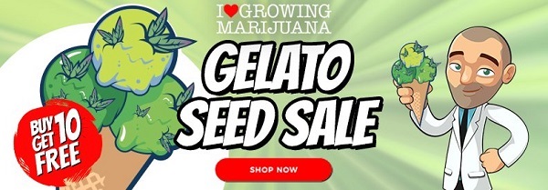 Free Gelato Cannabis Seeds Offer