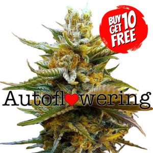 G13 Autoflower - Buy 10 Get 10 Free Seeds