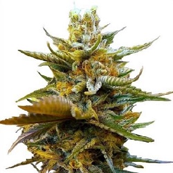 G13 Feminized Cannabis Seeds