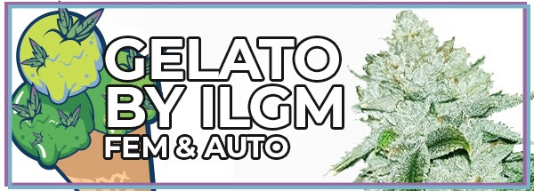 Gelato High Yielding Cannabis Seeds For Sale