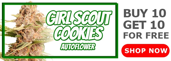 Girl Scout Cookies Autoflower Seeds Promotion
