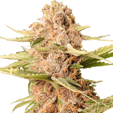 Girl Scout Cookies Seeds USA