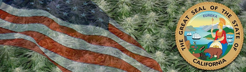 Growing Marijuana In California