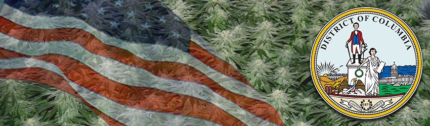 Growing Marijuana In Washington