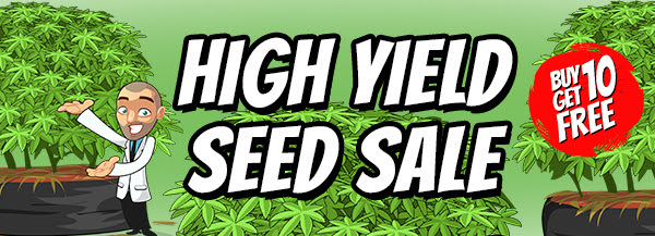High Yield Seeds Sale