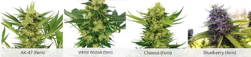 Indoor USA Cannabis Seeds