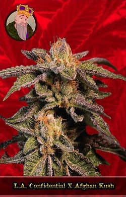L.A Confidential x Afghan Kush Feminized Seeds
