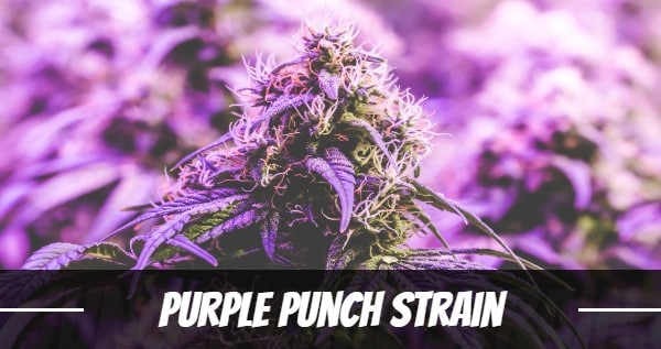 Latest Strain Release Purple Punch Marijuna Seeds