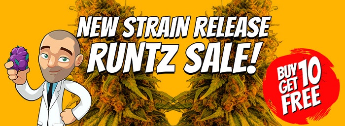 Latest Strain Release Runtz Marijuna Seeds