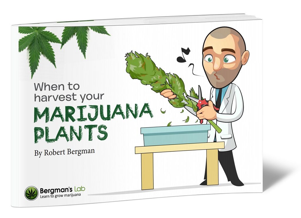 Learn When To Harvest Your Marijuana Plants