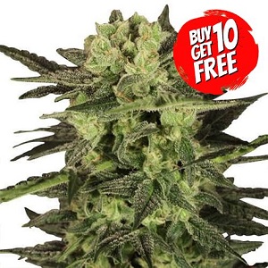 MK Ultra Cannabis Seeds - Buy 10 Get 10 Free Seeds