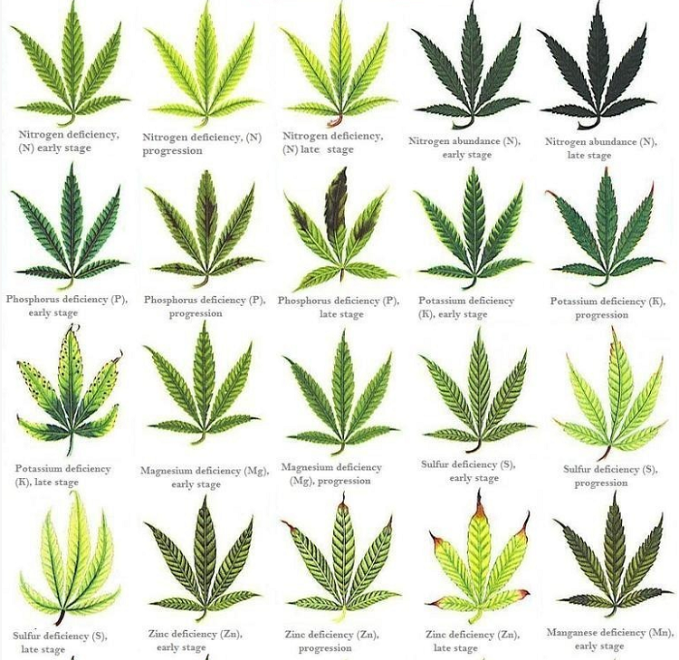 Marijuana Nutrient Issues