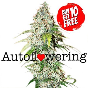 OG Kush Autoflower - Buy 10 Get 10 Free Seeds