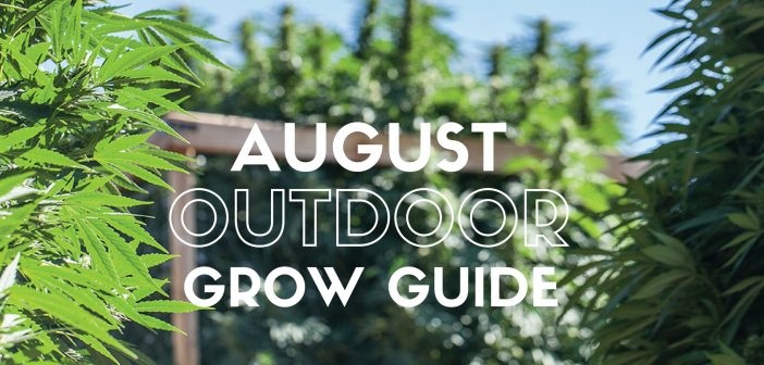 Outdoor Grow Guide For August