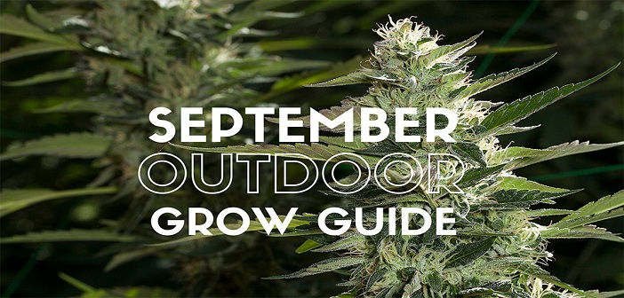 Outdoor Grow Guide For September