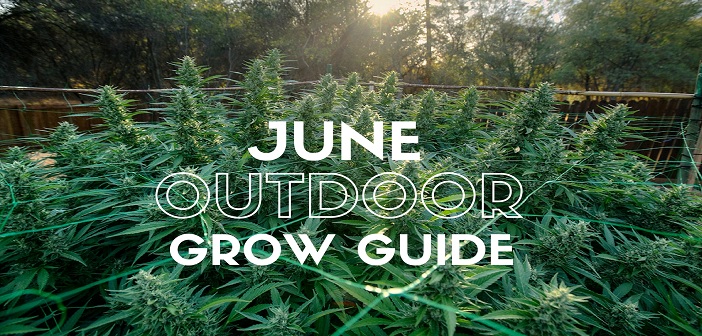 Outdoor Growing Guide For June