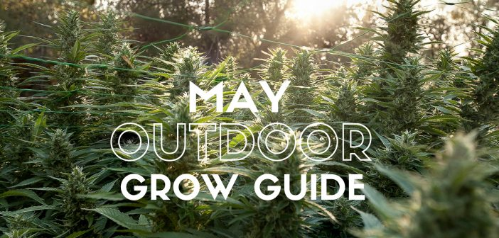Outdoor Growing Guide For May