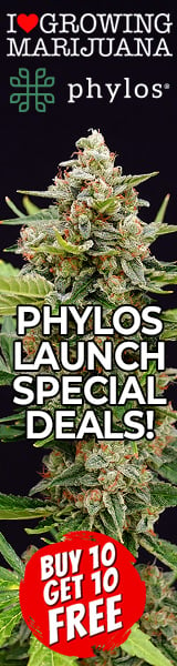 Phylos Cannabis Seeds Promotion