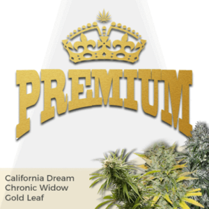 Premium Mixpack Cannabis Seeds