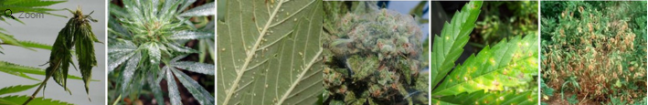Prevent Unhealthy Plants With Marijuana Plant Protectors