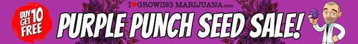 Purple Punch Marijuana Seeds Promotion