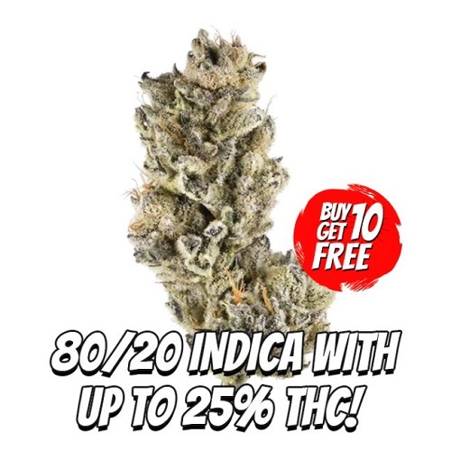 Purple Punch Seeds Offer