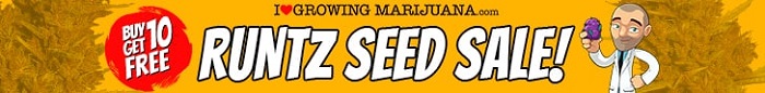 Runtz Marijuana Seeds Promotion