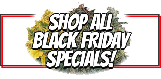 Shop All Black Friday Seed Deals