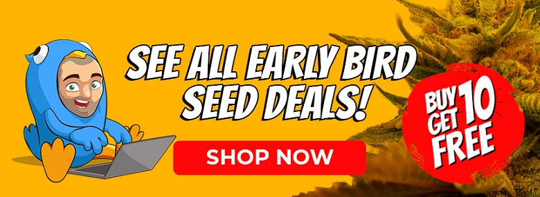 Shop All Cannabis Seeds In The Early Bird Sale