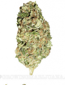 Buy Marijuana Seeds Alaska