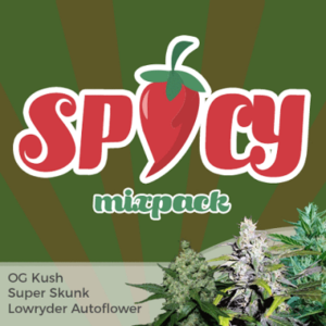 Spicy Cannabis Seeds