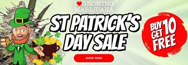 St Patricks Day Cannabis Seeds For Sale