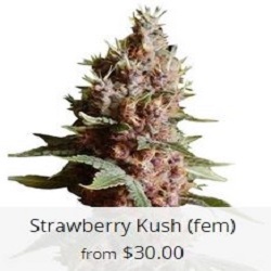 Buy Arkansas Marijuana Seeds Online