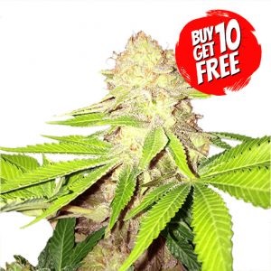 Strawberry Kush Cannabis Seeds - Buy 10 Get 10 Seeds Free