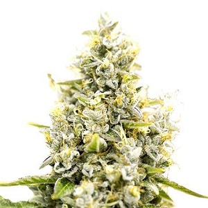 Buy Sunset Sherbet Feminized Cannabis Seeds