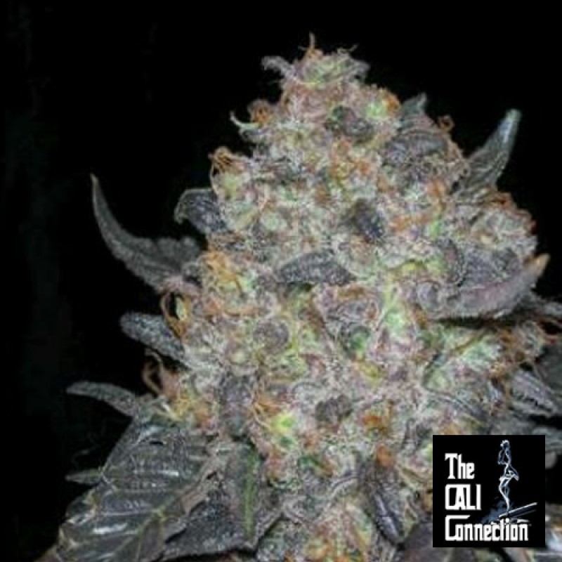 The cali connection feminized seeds - black water