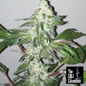 The cali connection feminized seeds - girl scout cookies