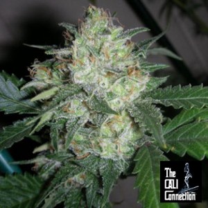 The Cali Connection Feminized Seeds - OGiesel