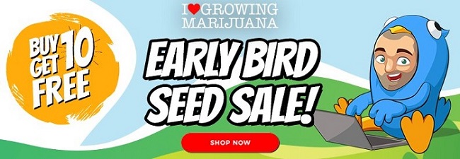 The Early Bird Cannabis Seeds Sale from ILGM Seedbank
